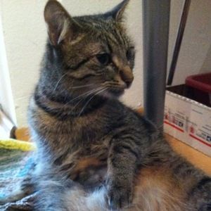 Meet your Posher, Debbie